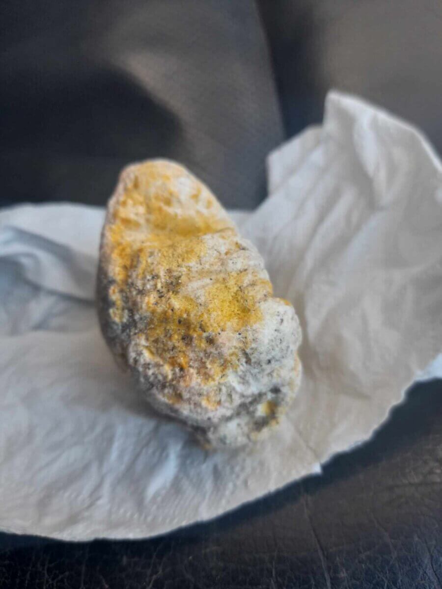 whale vomit, also known as ambergris