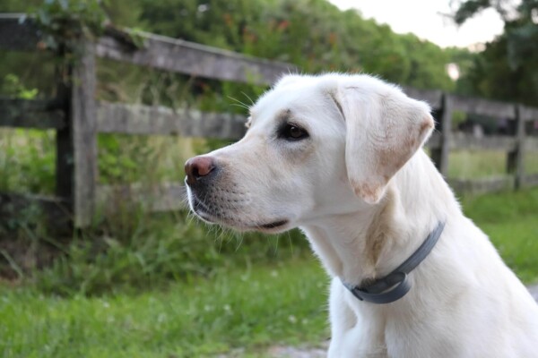 A yellow lab on a farm