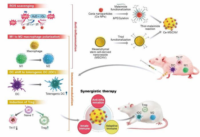 Combination RA therapy by Ce-MSCNV nanoparticles
