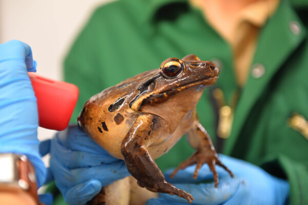 Mountain chicken frog receiving health checks