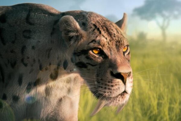 Smilodon fatalis