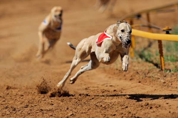 A racing Greyhound