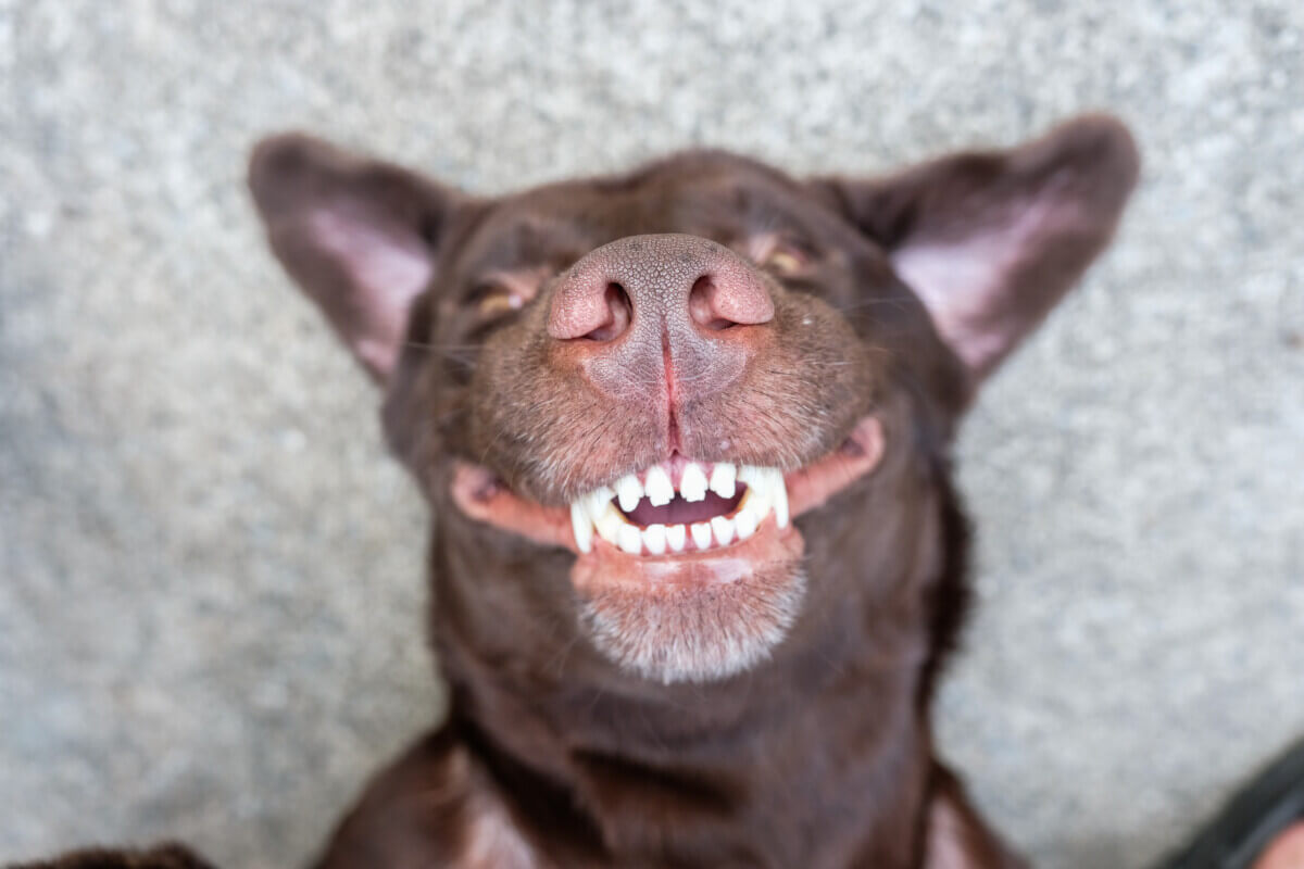 A brown Labrador smiling