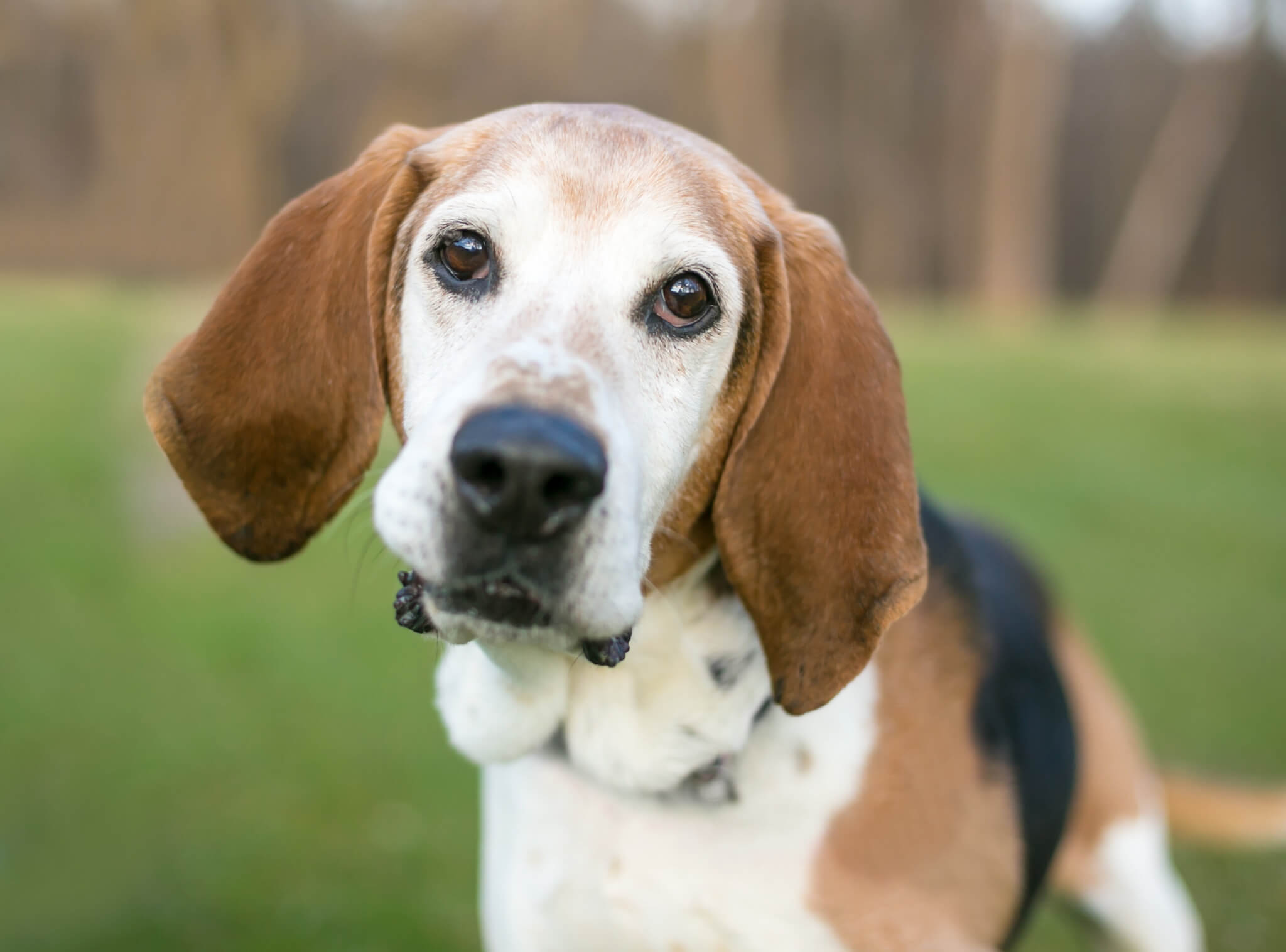 An English Foxhound