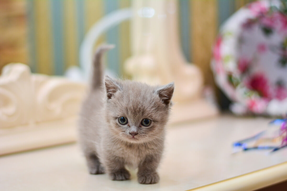 Munchkin kitten