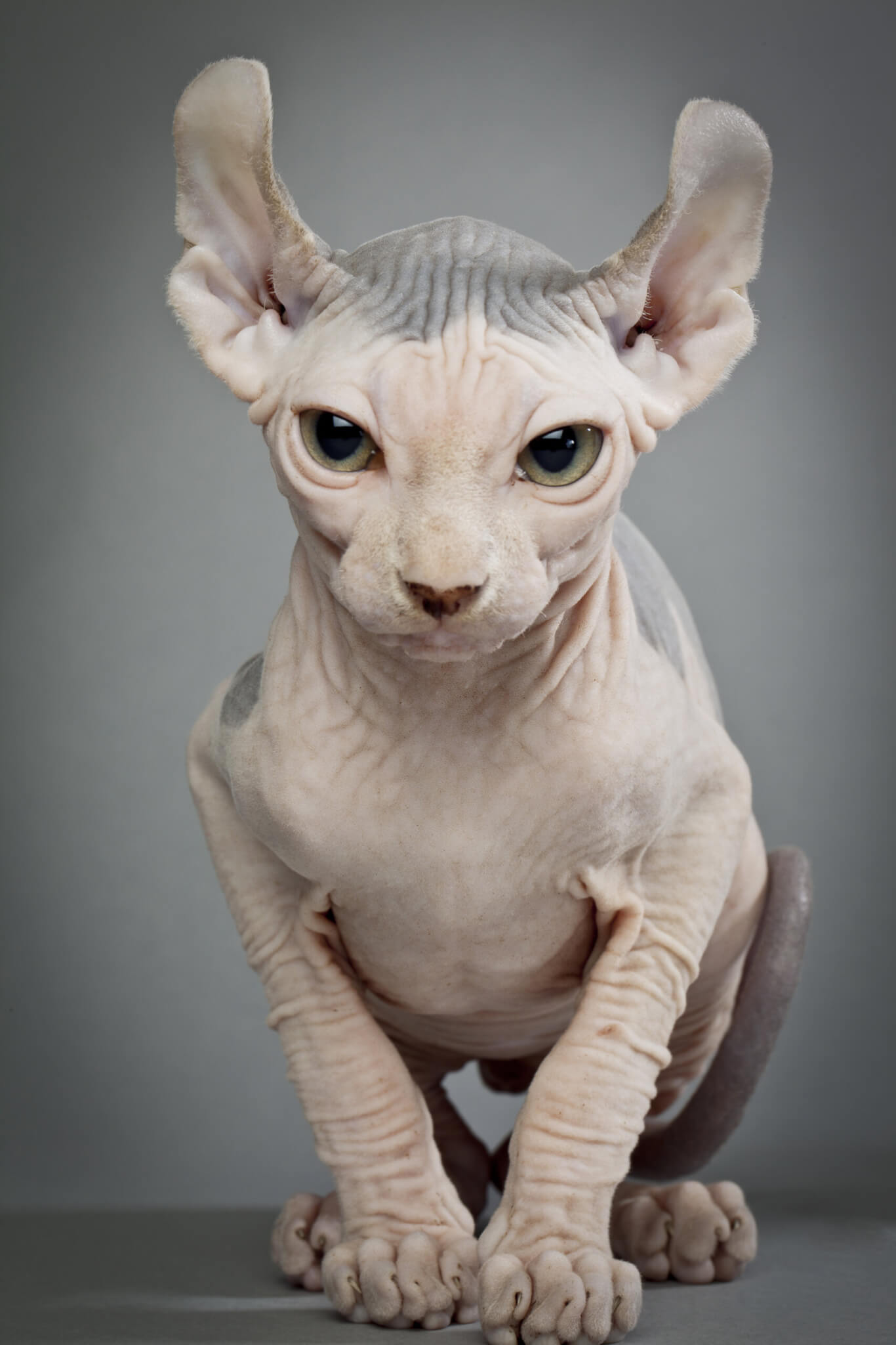 Elf cat