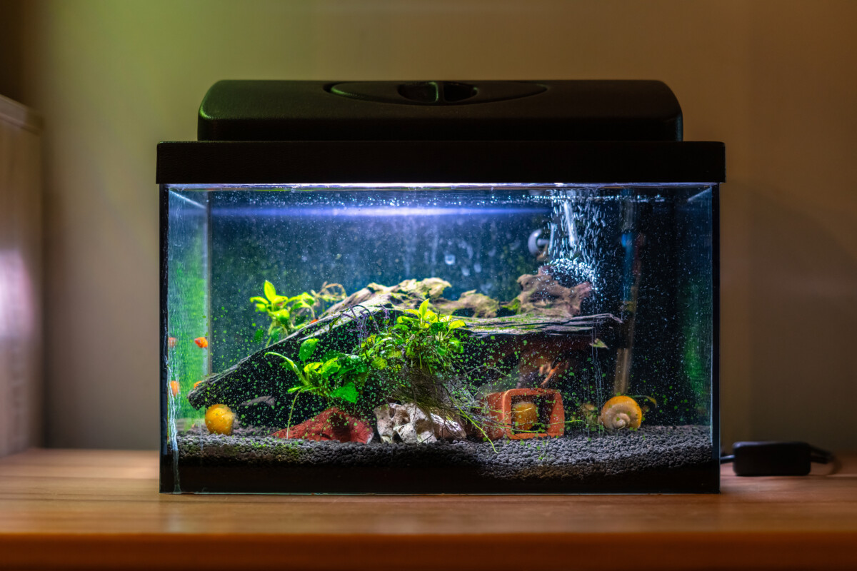 A fish tank