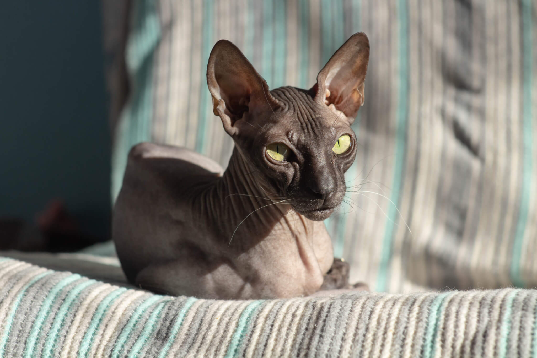 Donskoy cat