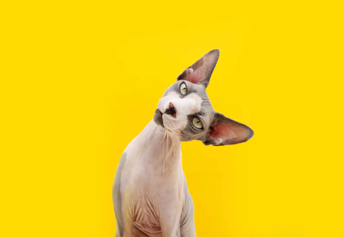 Sphynx cat