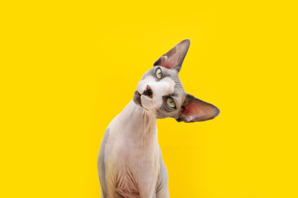Sphynx cat