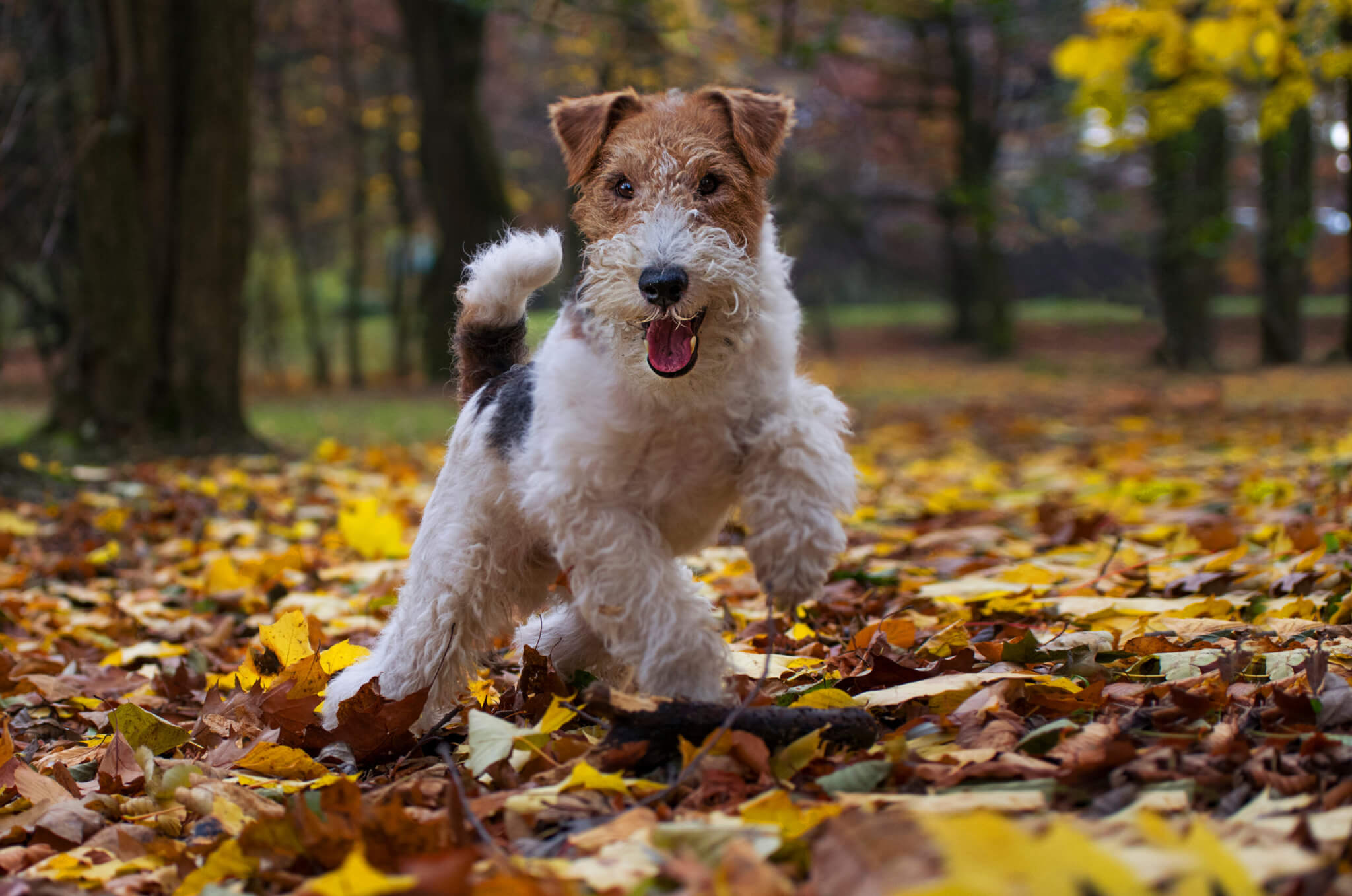 Wire Fox Terrier running through leaves