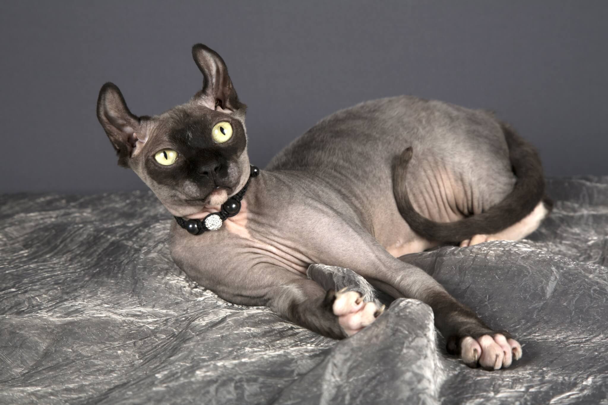 Dwelf cat