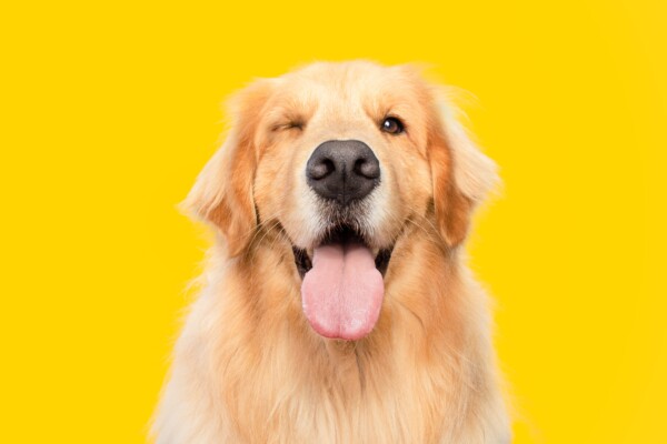 A Golden Retriever winking