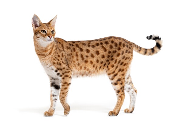 Savannah cat