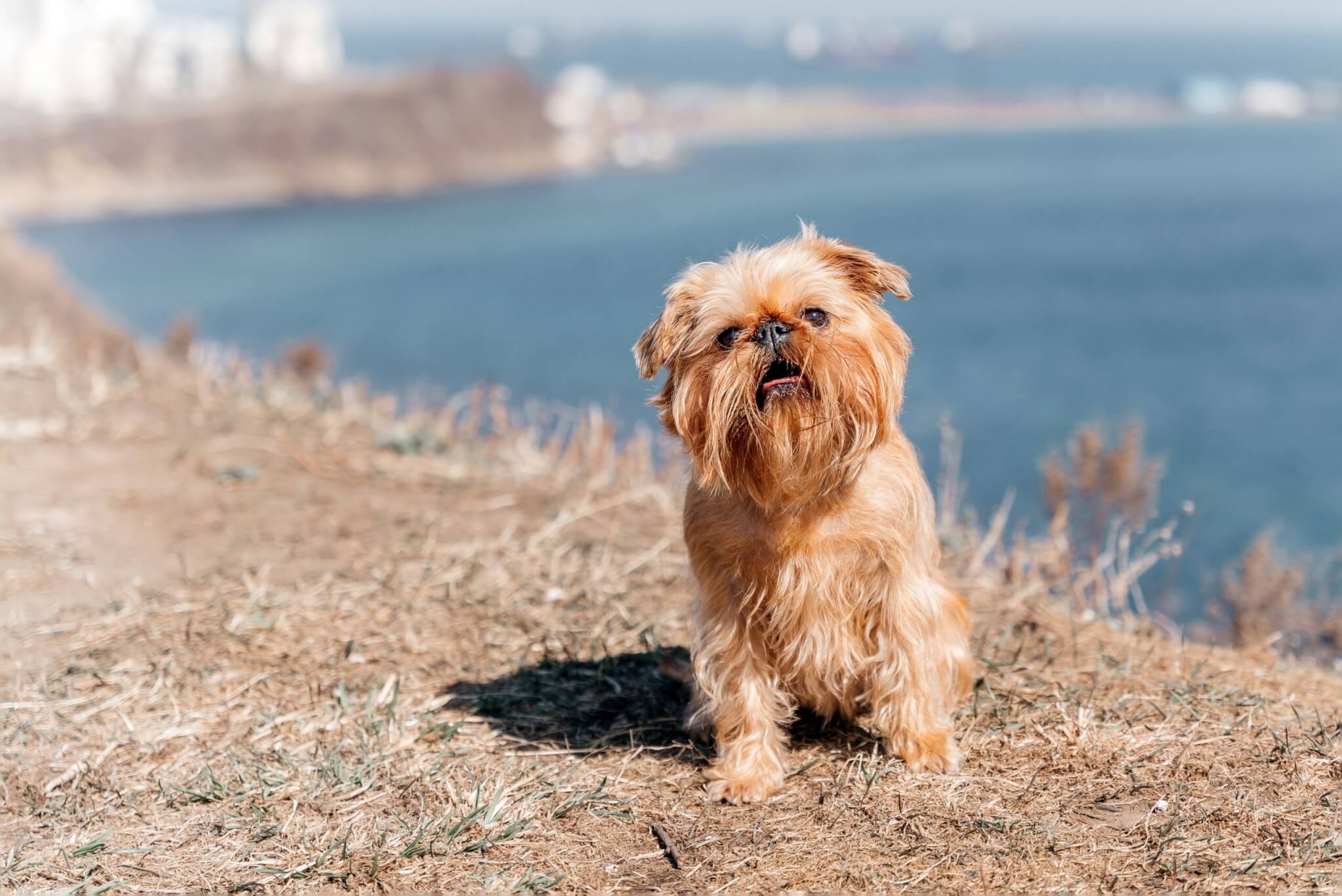 A Brussels Griffon dog