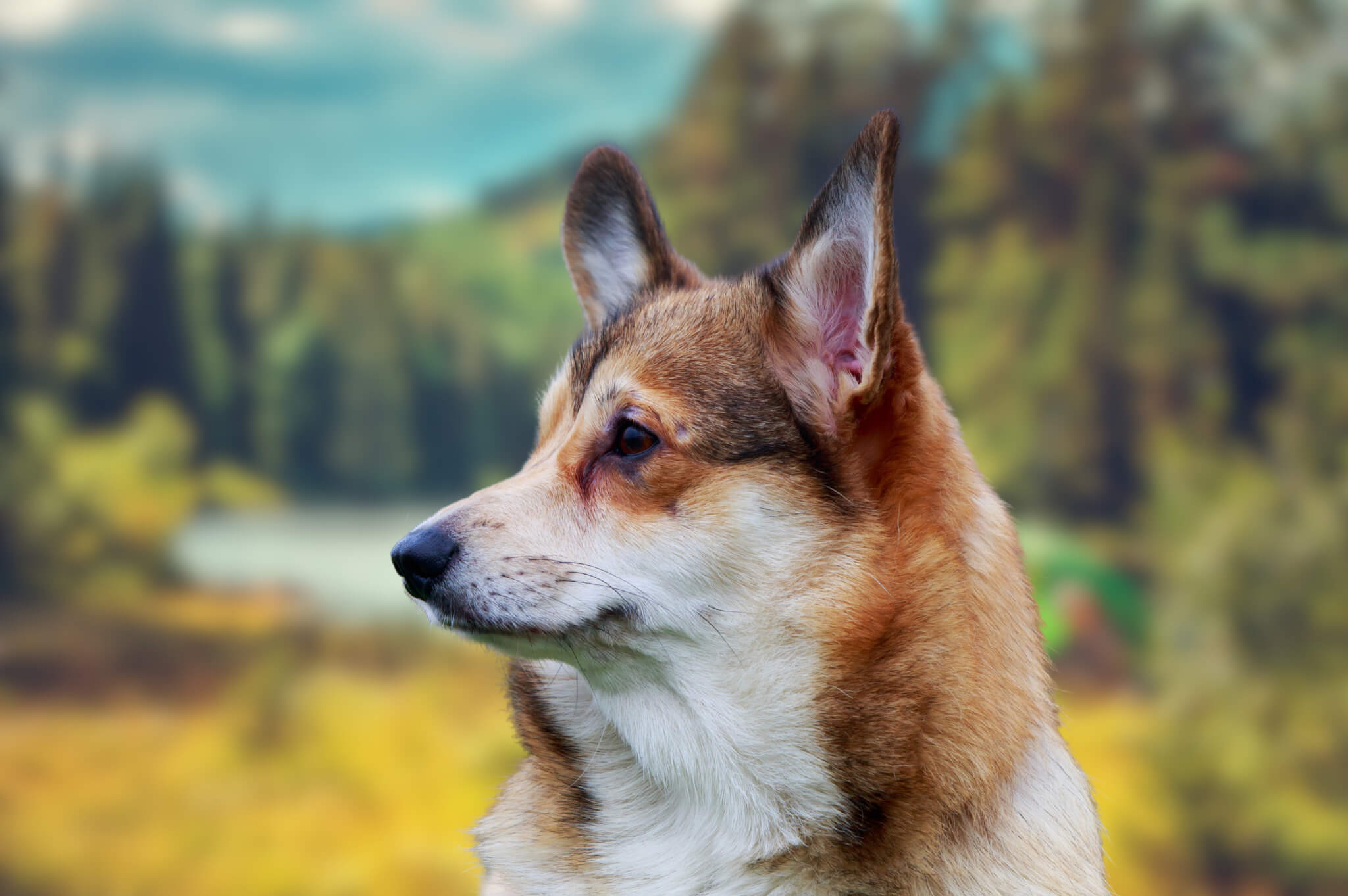 Norwegian Lundehund dog