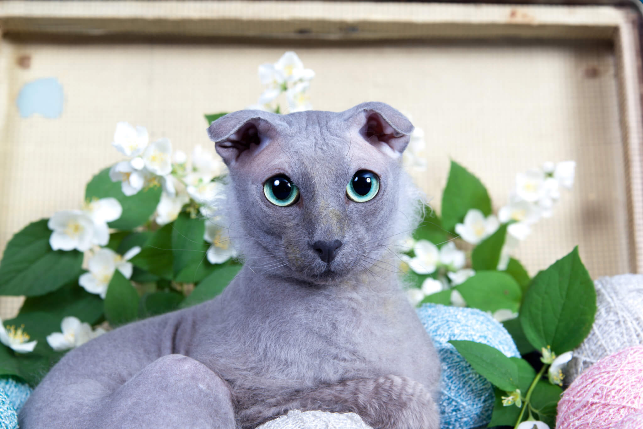 Ukrainian Levkoy cat