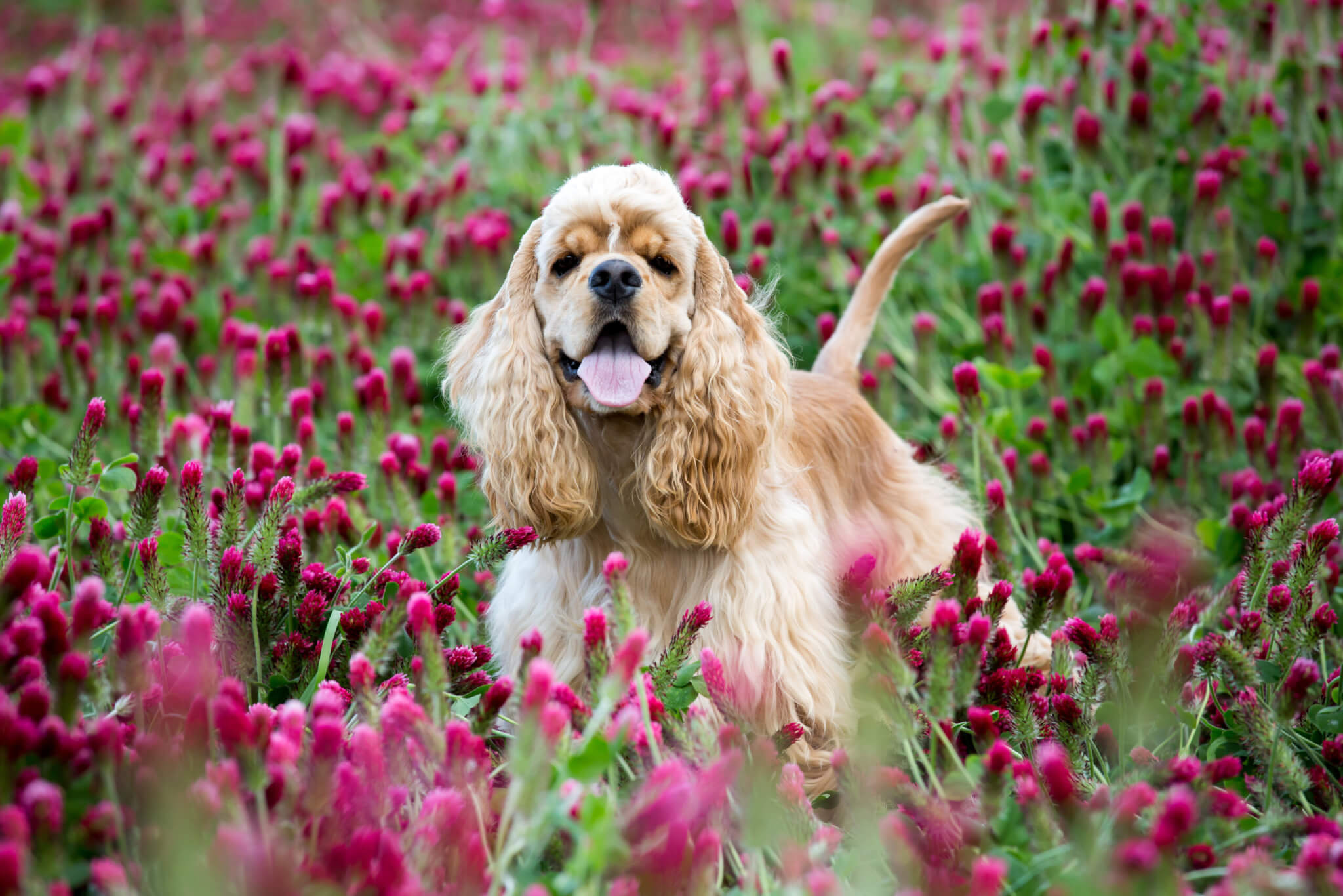 American Cocker Spaniel in a field of flowers