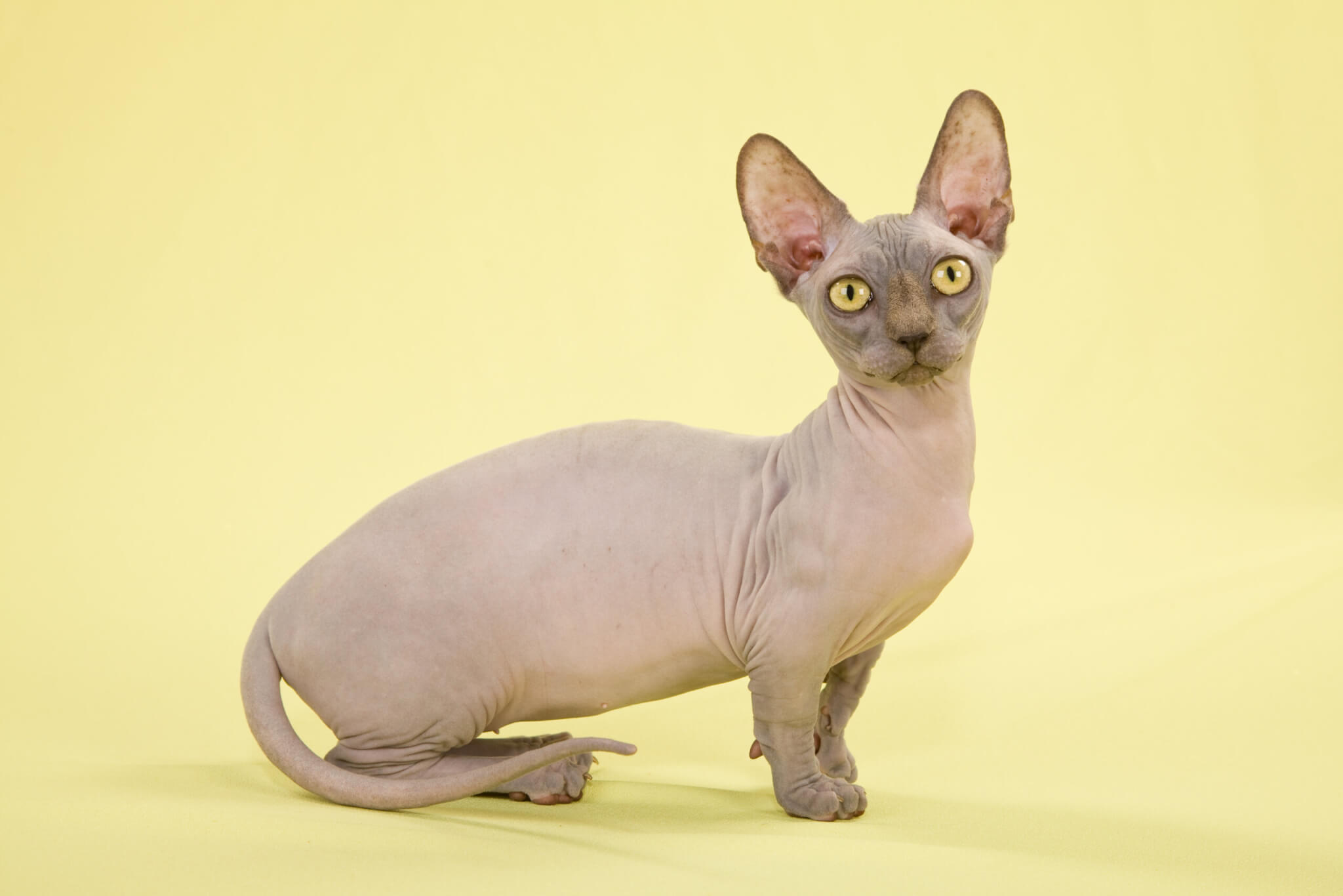 Bambino cat