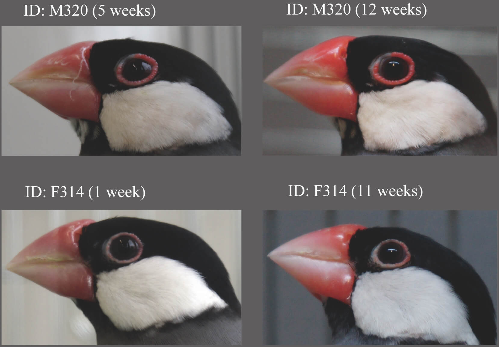 Eye rings of Java sparrows swell after forming a bond with their mate. 