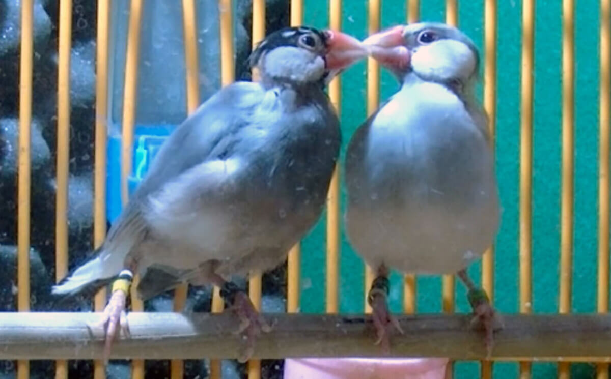 sparrows