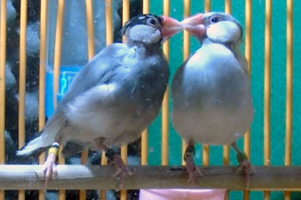 Pair-bonded Java sparrows
