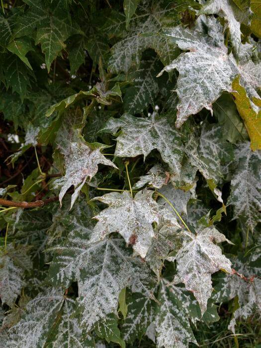 Powdery mildew on maple in Vancouver
