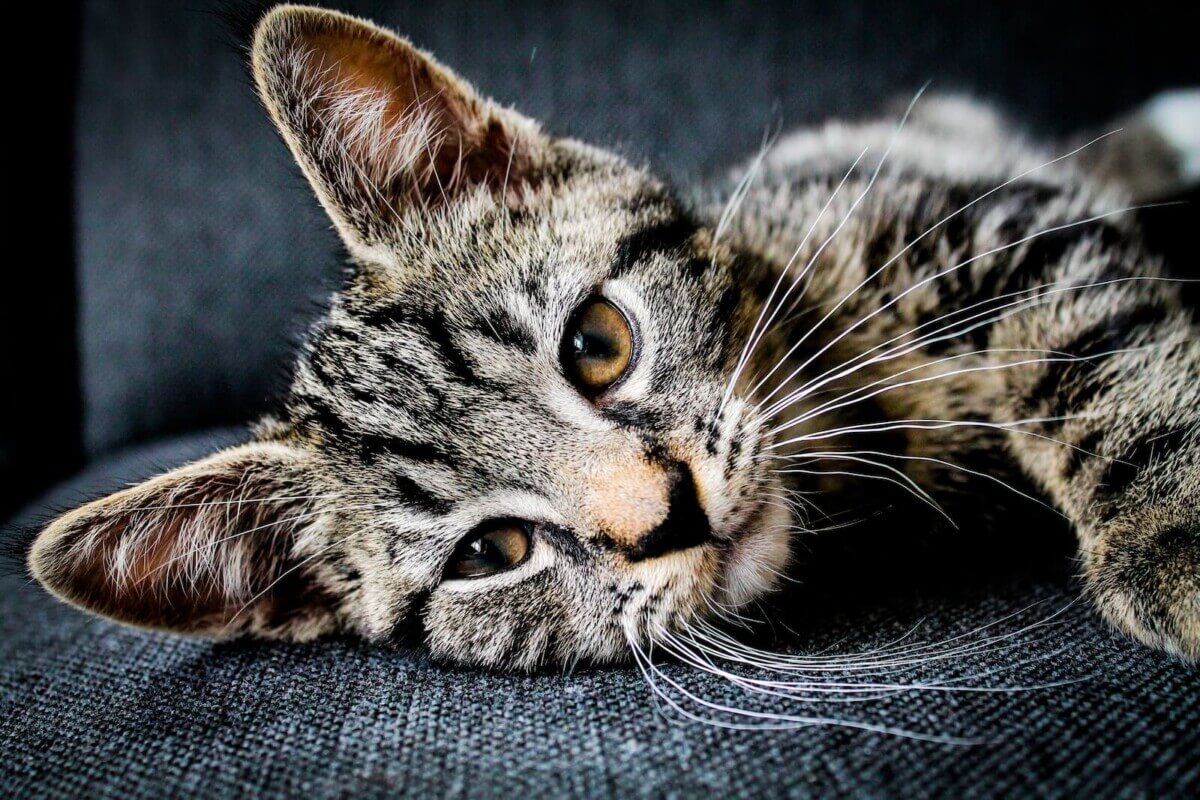 tabby cat lying on cushion