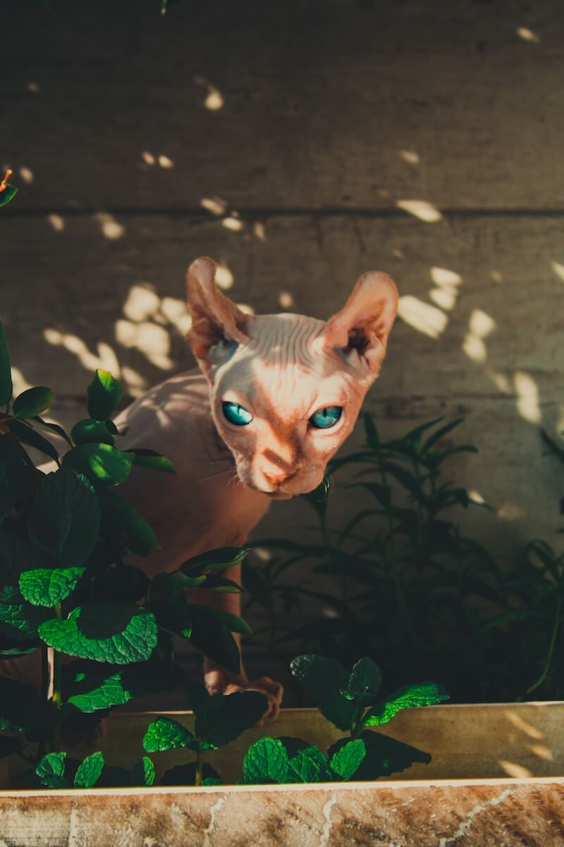 Sphynx cat
