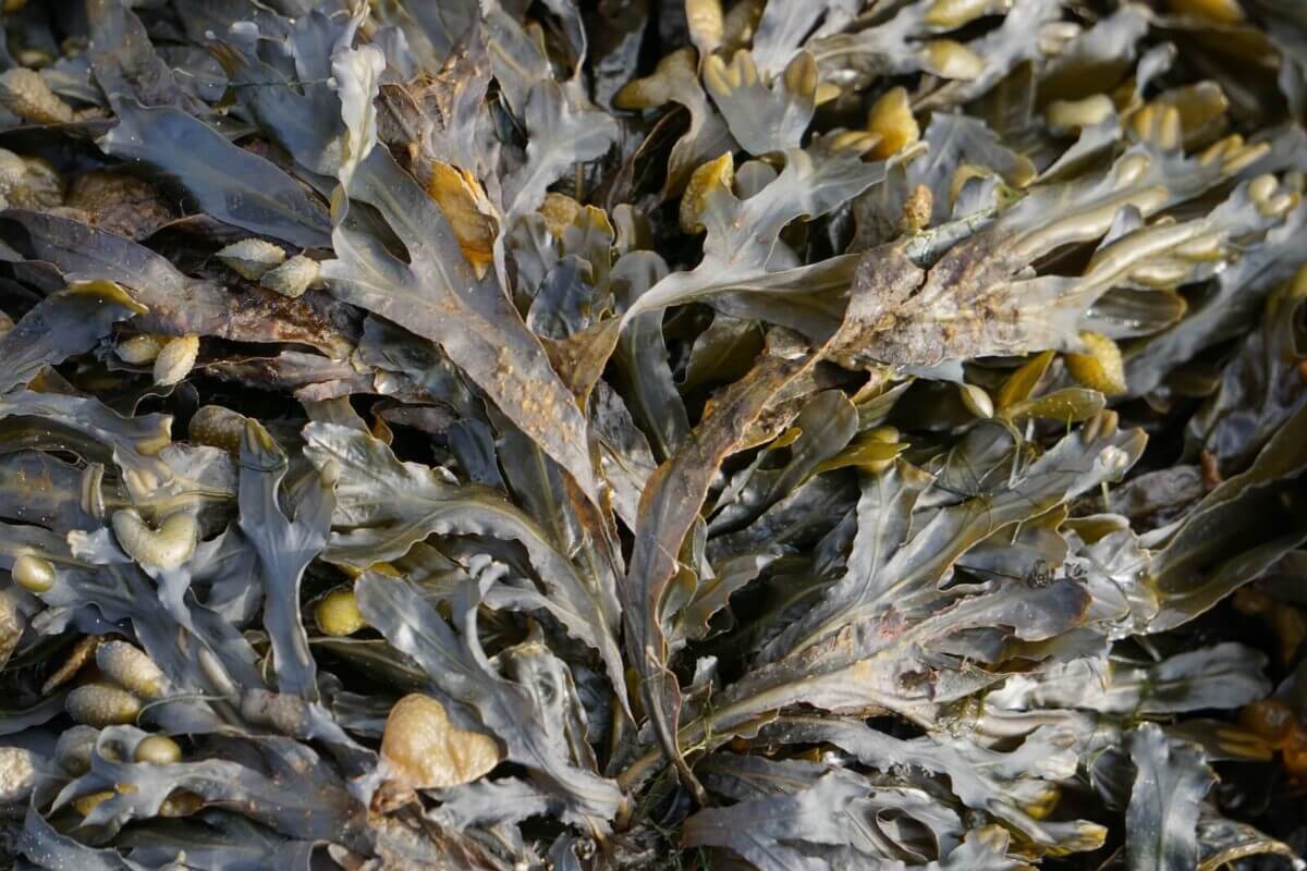 seaweed