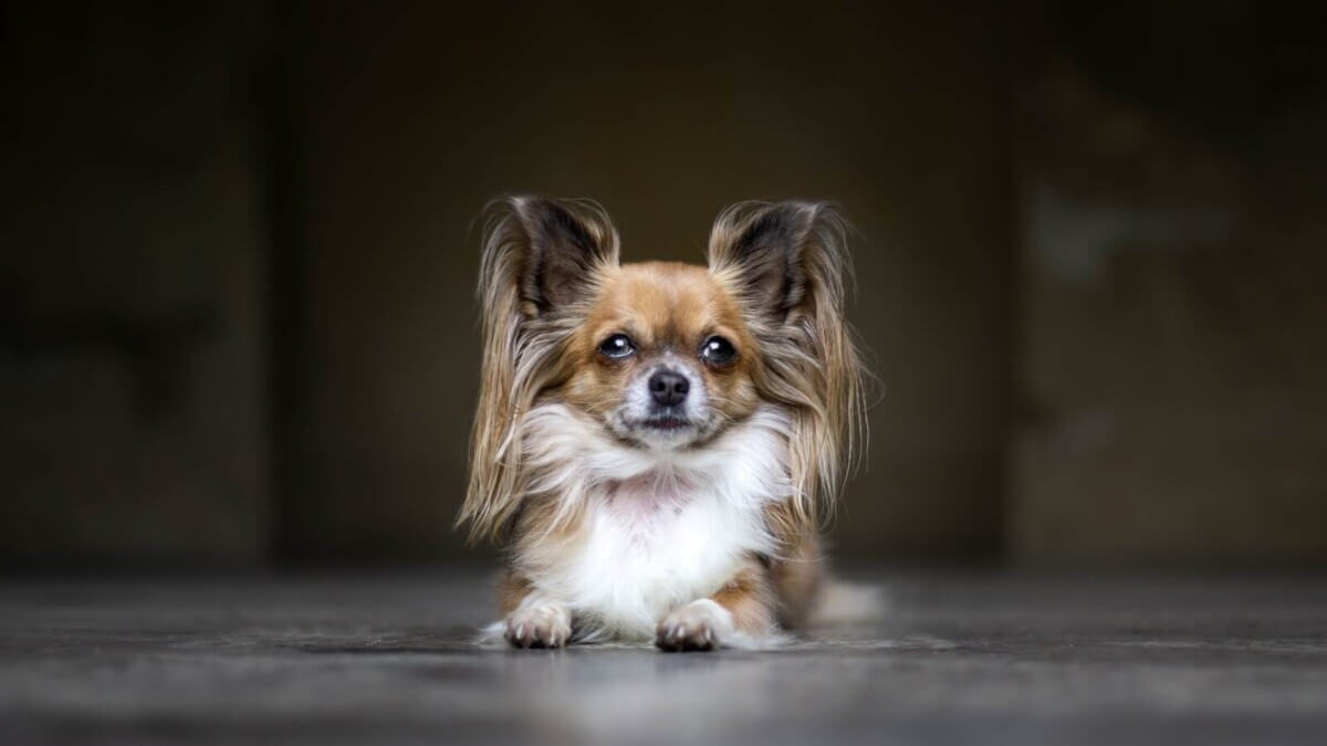Papillon dog