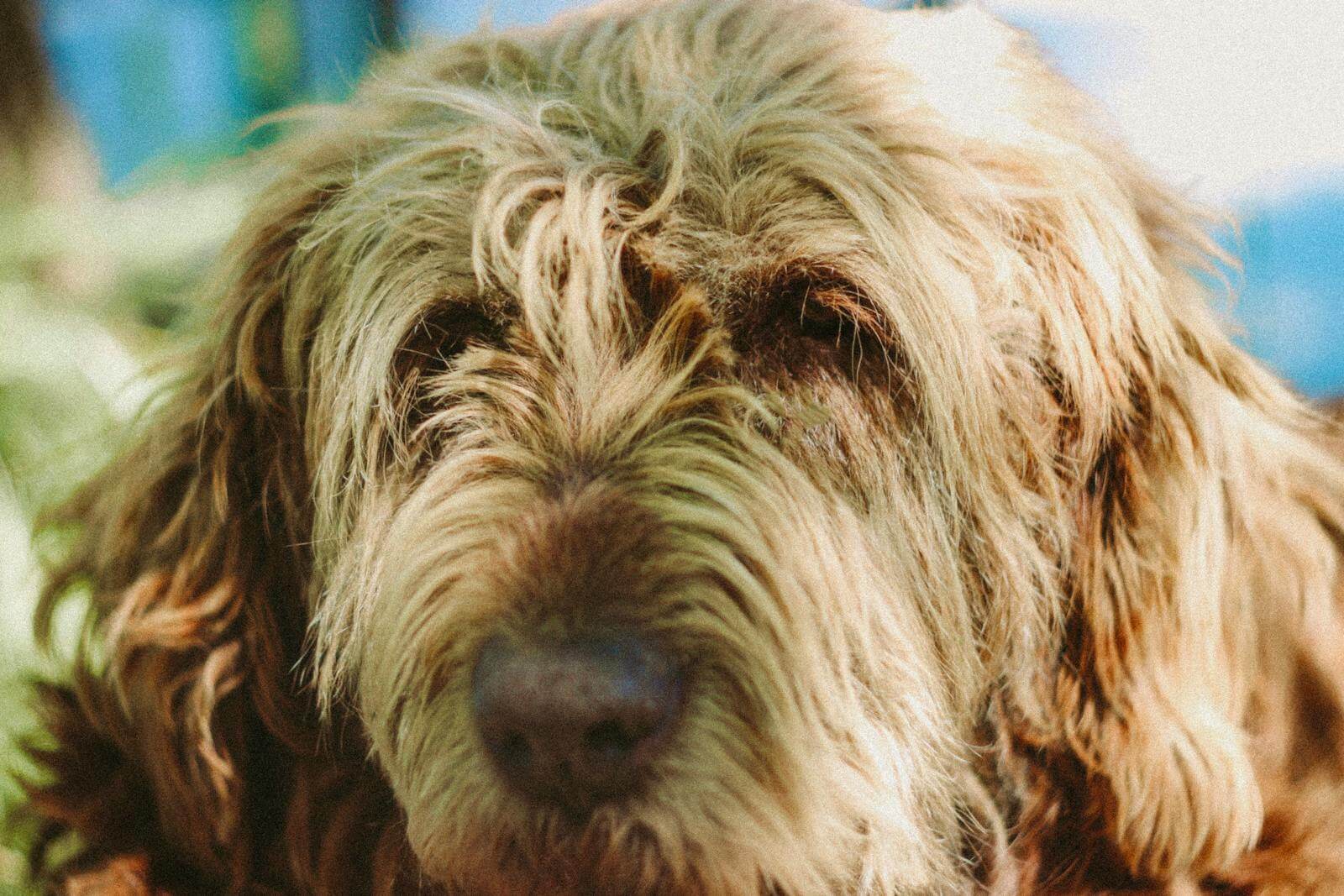 Otterhound dog