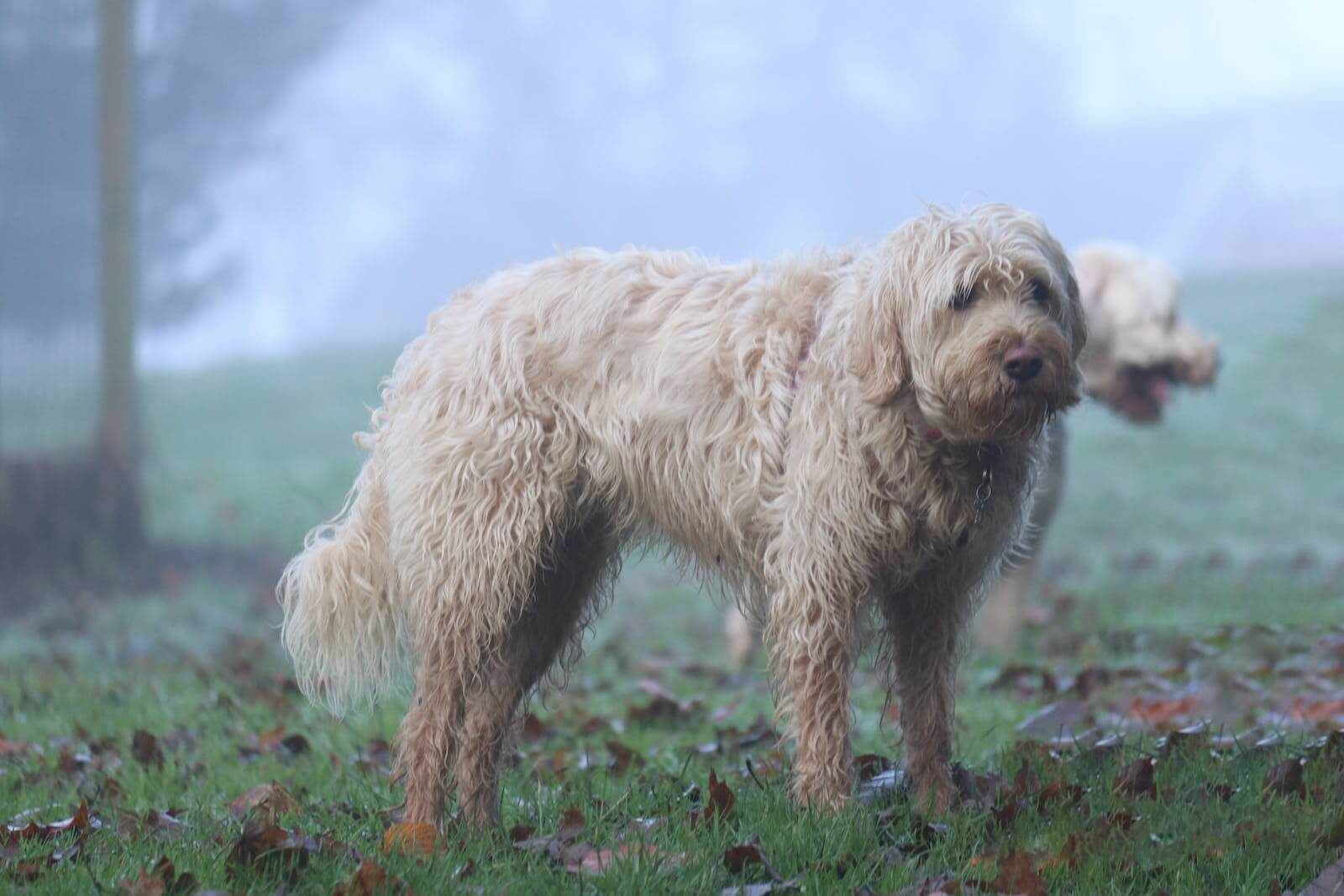 Otterhounds