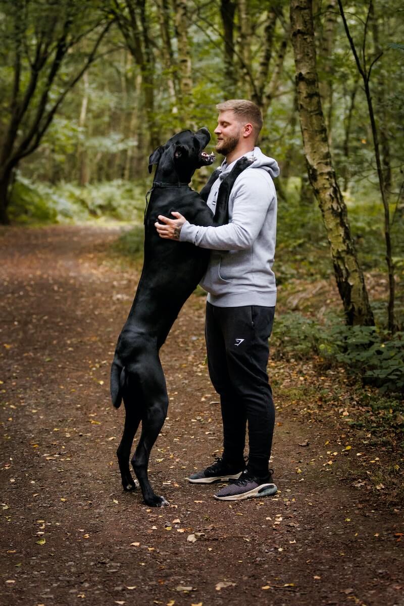 Great Dane hugging its owner