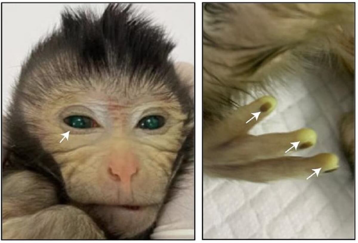 Baby Chimeric Monkey