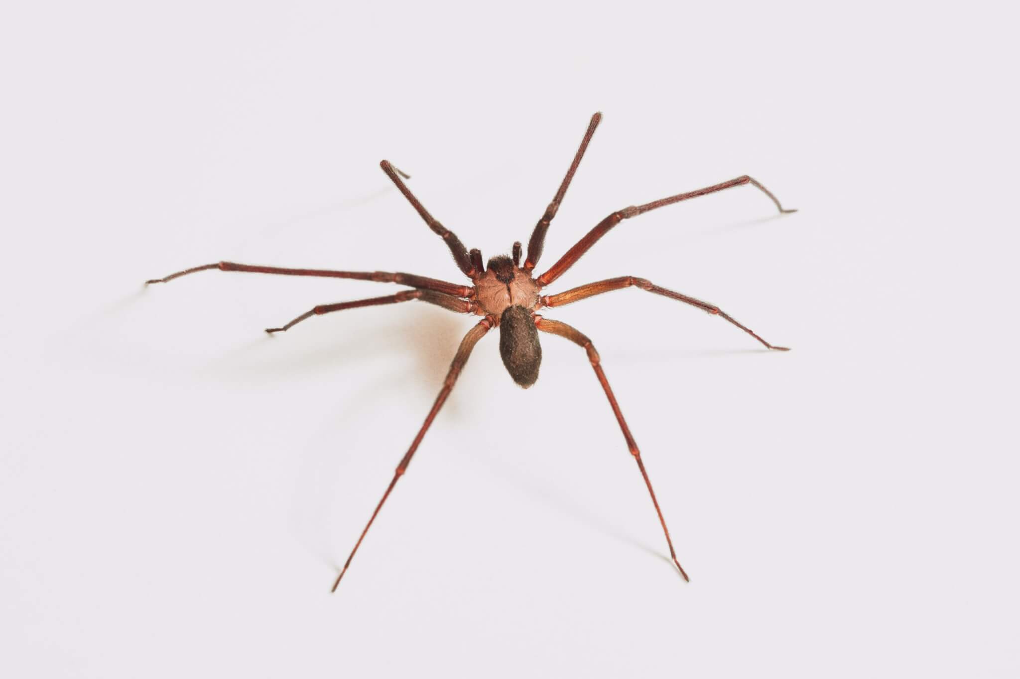 Brown recluse spider.