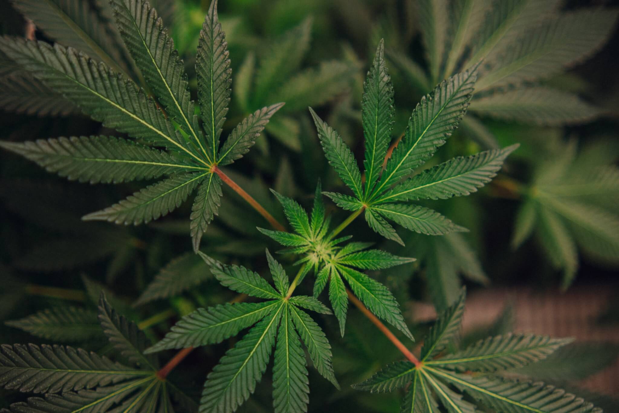 Cannabis plant