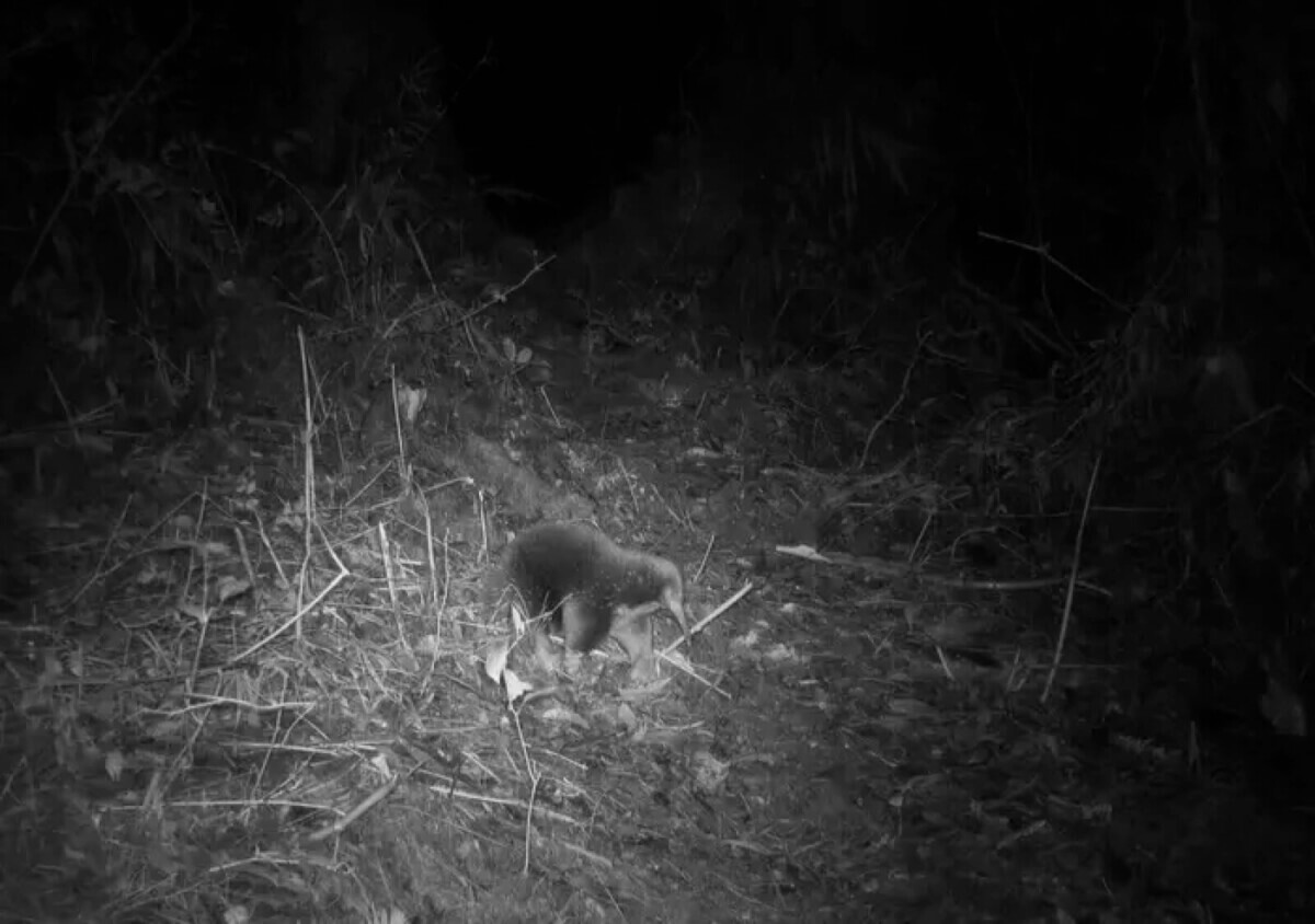 Attenborough’s long-beaked echidna