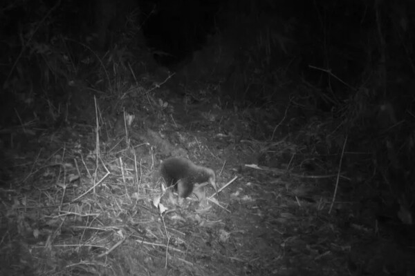 Attenborough's long-beaked echidna, photographed by a camera trap.