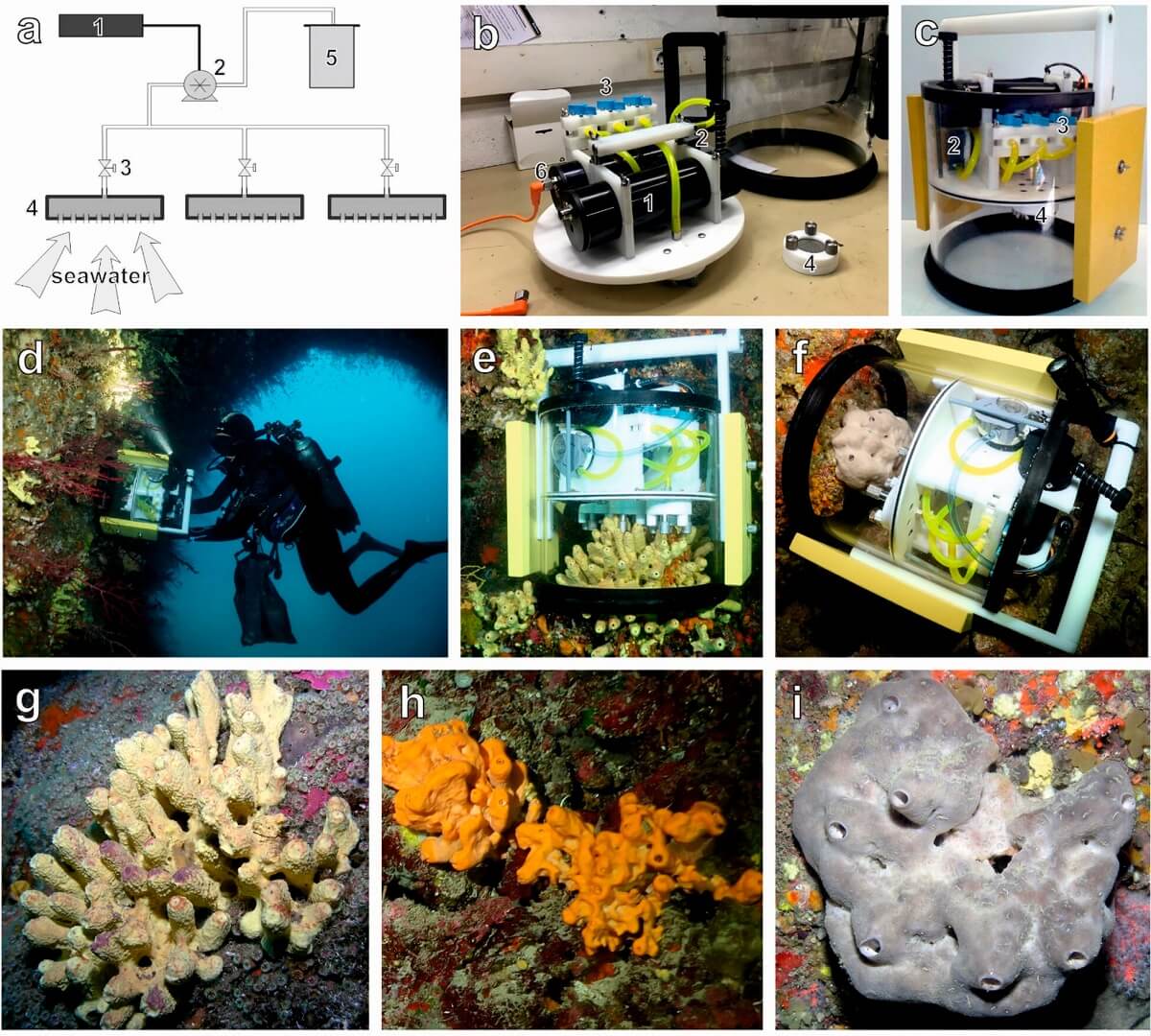 FIgure with multiple pictures of sea sponges. coral reef. and seawater smelling device.