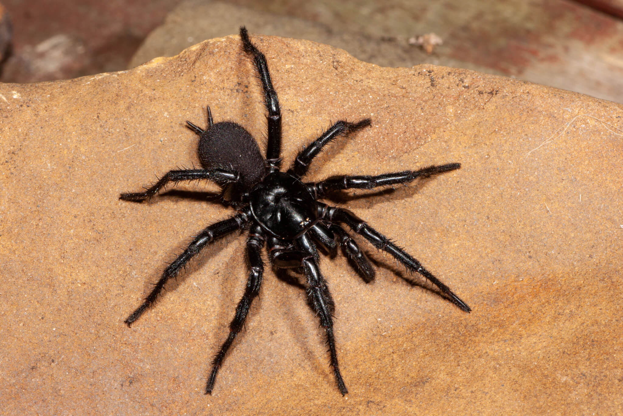 Sydney Funnel-Web Spider