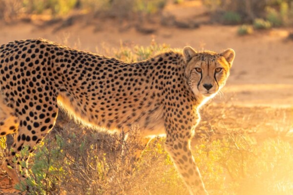 Cheetah