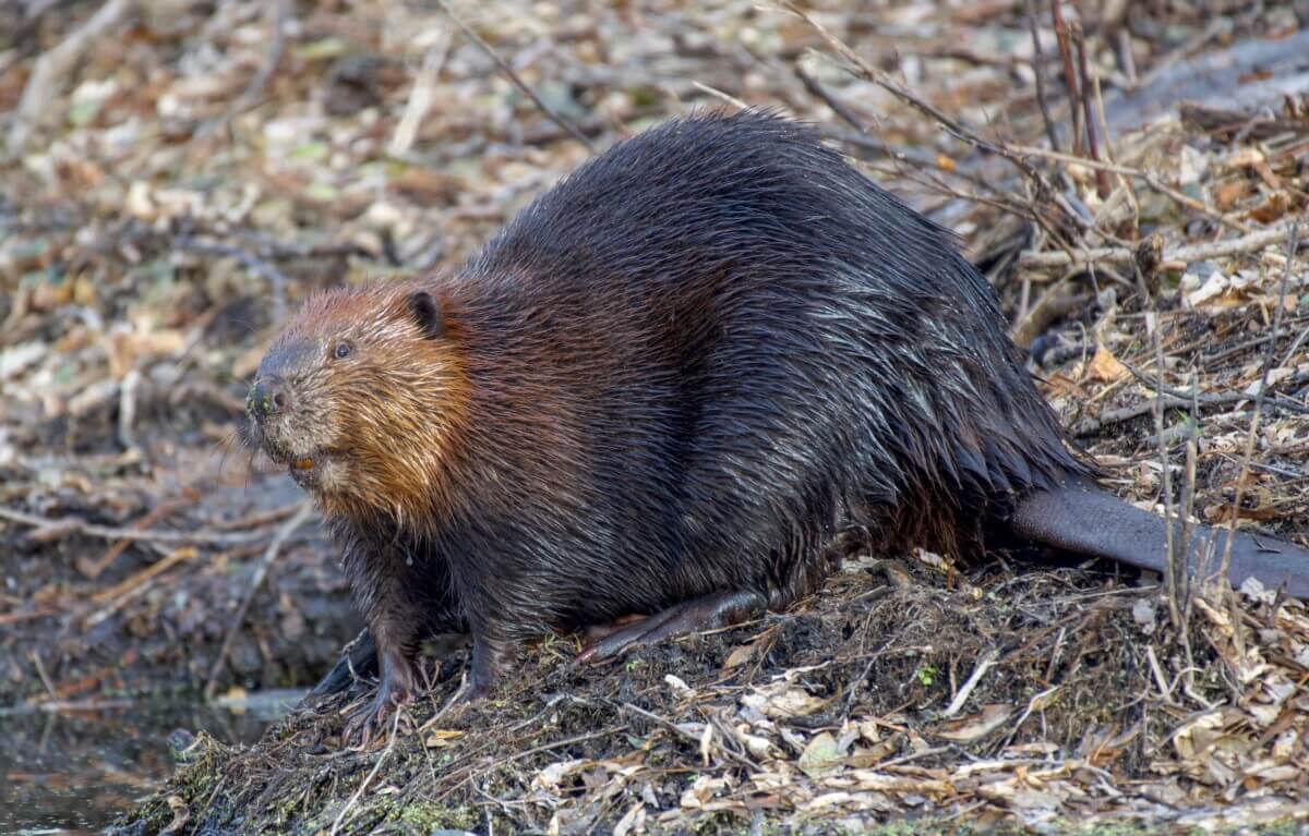 beaver
