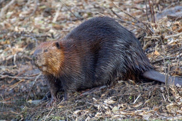 Photo of a Beaver