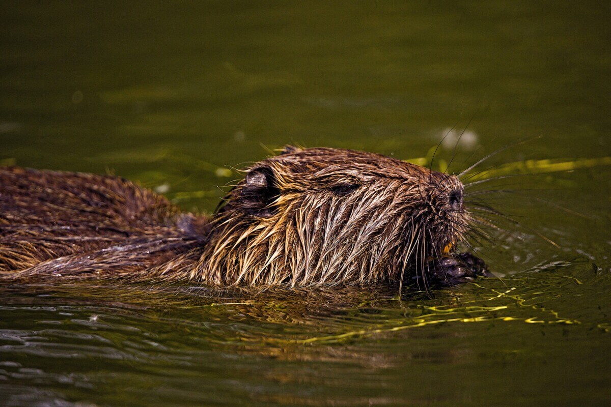 Eurasian Beaver Swimming on the Water