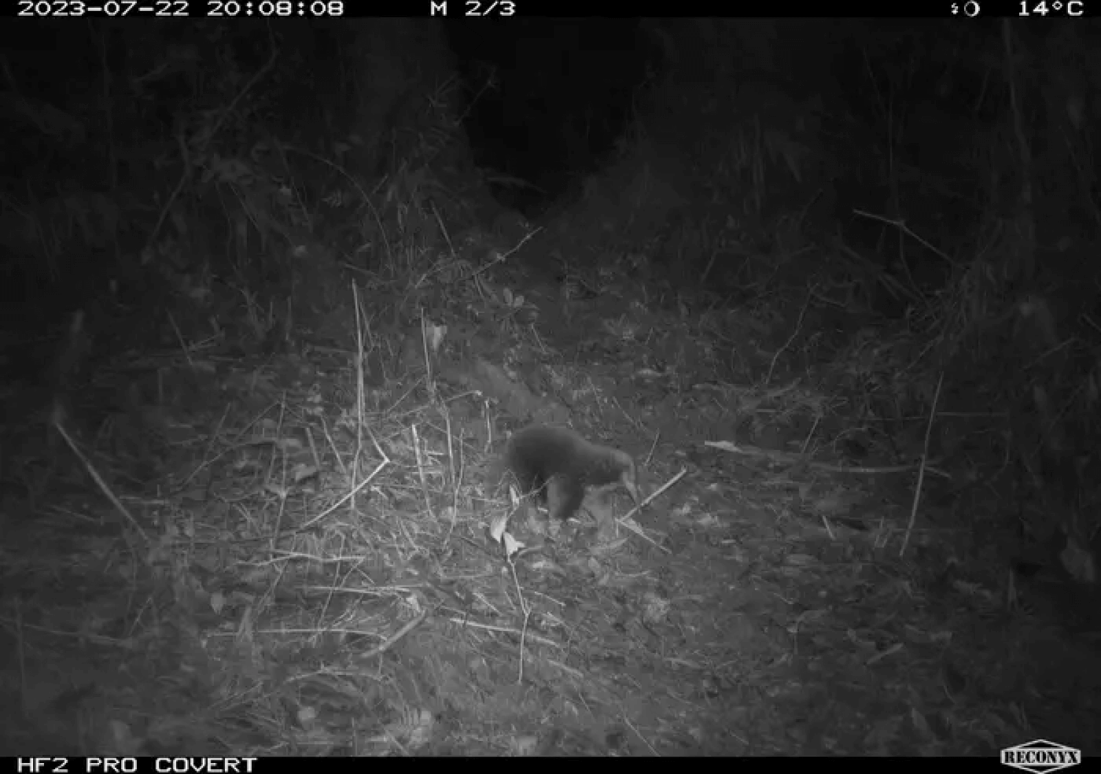 echidna