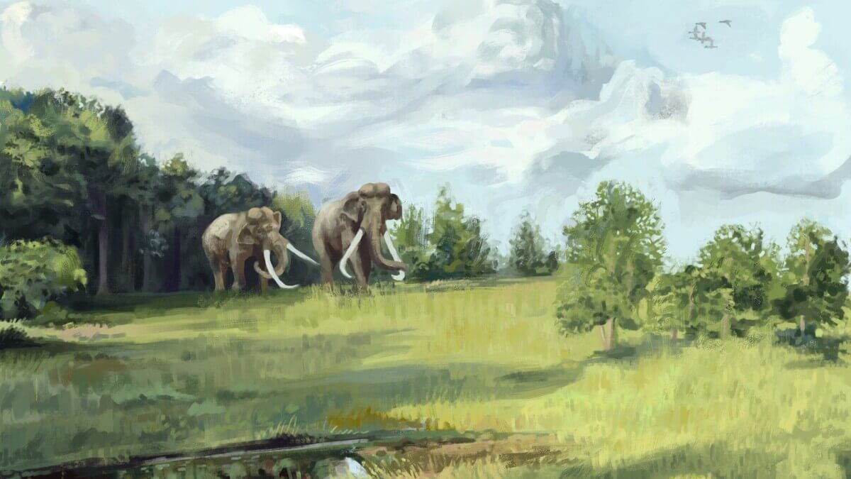 elephant europe