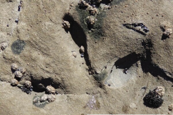 Wonthaggi bird tracks