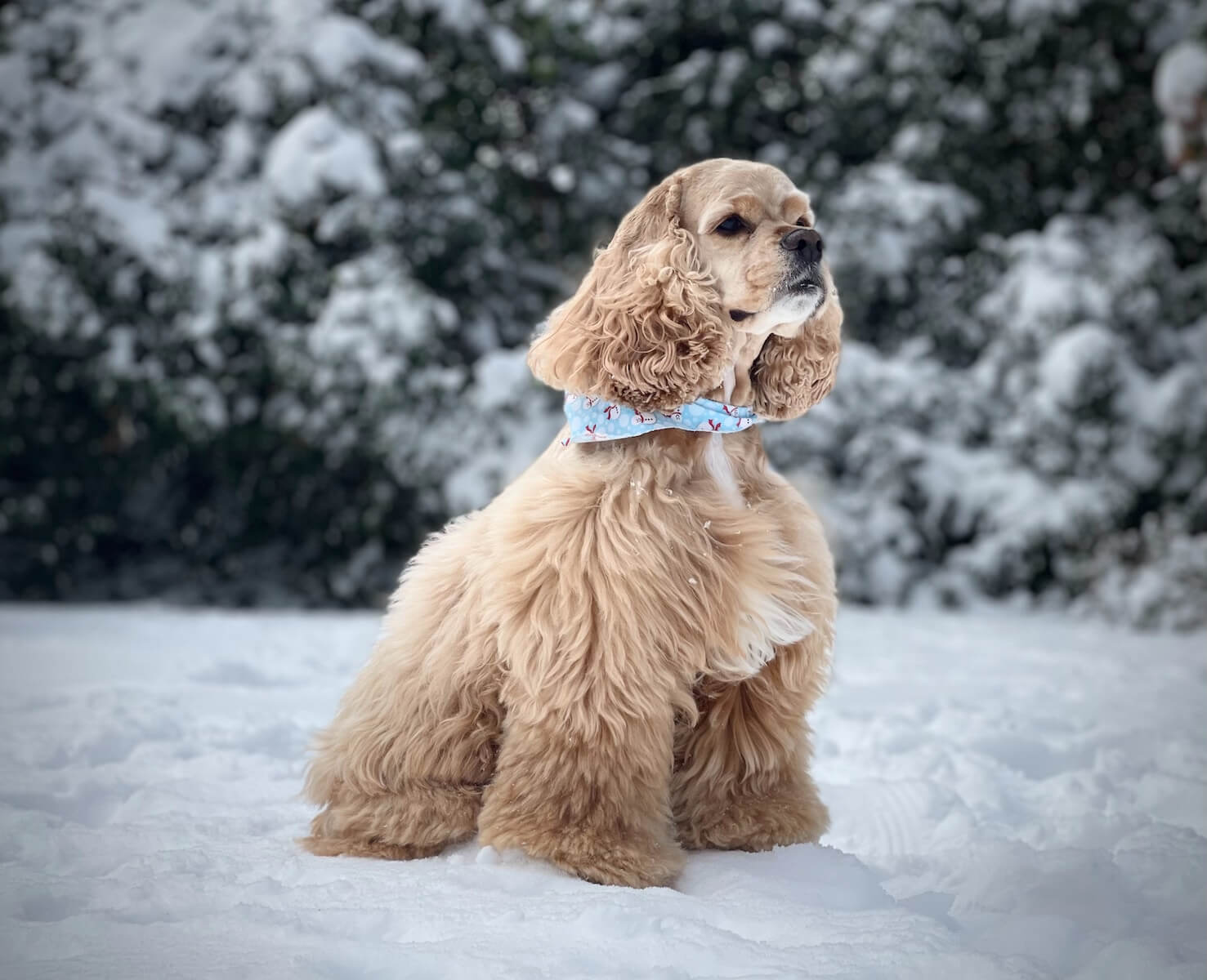 brown long coated small dog on snow covered ground during daytime