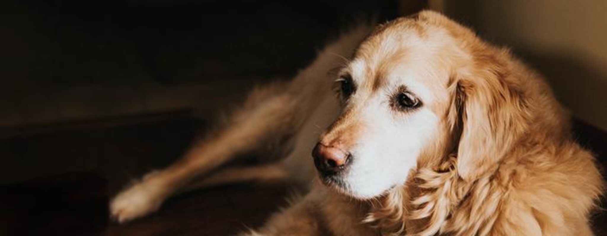 Hemangiosarcoma is a particularly deadly cancer, with roughly 90 percent of dogs dead within one year of diagnosis